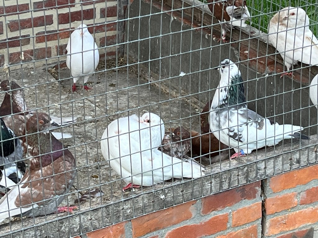 Duiven holle kroppers, Dieren en Toebehoren, Meerdere dieren, Kropper