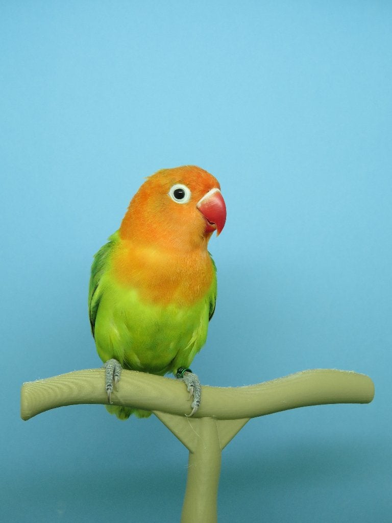 fischerie opaline groen, Dieren en Toebehoren, Vogels | Parkieten en Papegaaien, Mannelijk, Dwergpapegaai of Agapornis, Geringd