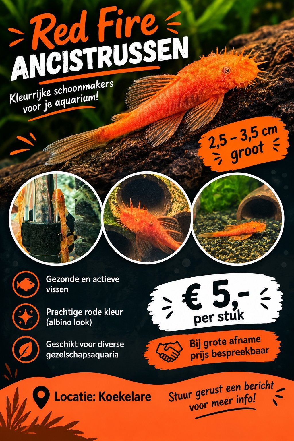 Red fire ancistrus, Dieren en Toebehoren
