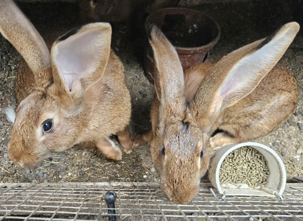 Haaskonijn vlaamse reus kruising, Dieren en Toebehoren, Meerdere dieren, Groot, 0 tot 2 jaar