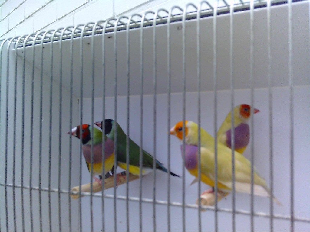 Goulds allen geringd 2026, Dieren en Toebehoren, Tropenvogel, Geringd