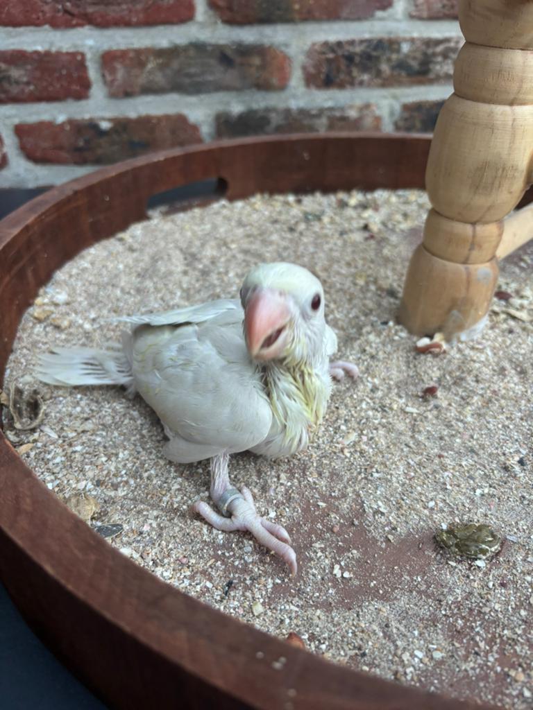Handtamme cremino halbandparkiet, Dieren en Toebehoren, Vogels | Overige Vogels, Tam