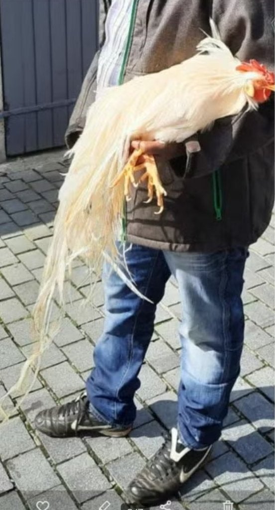 Onagadori  3 voor 50€, Meerdere dieren, Kip