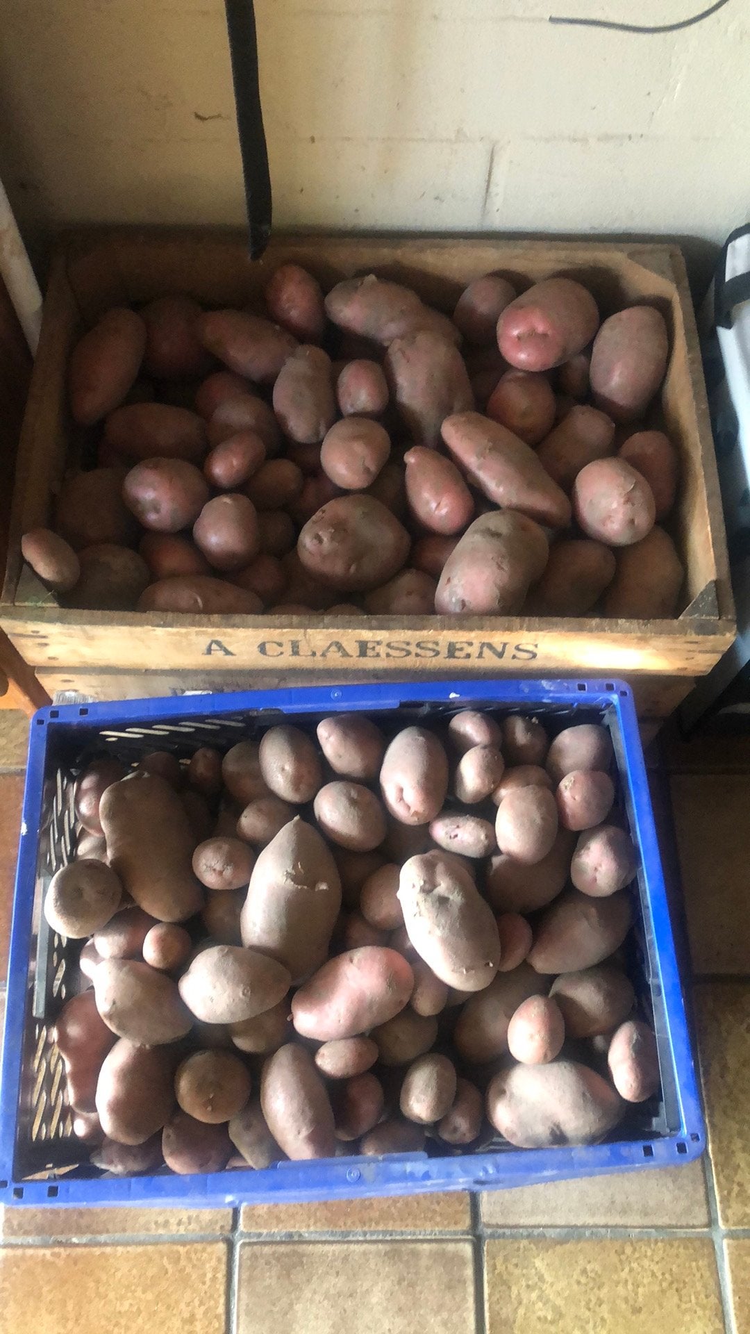 Aardappelen, Ophalen