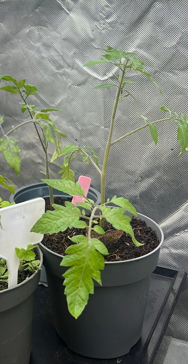 Plant de tomate cerise, Enlèvement
