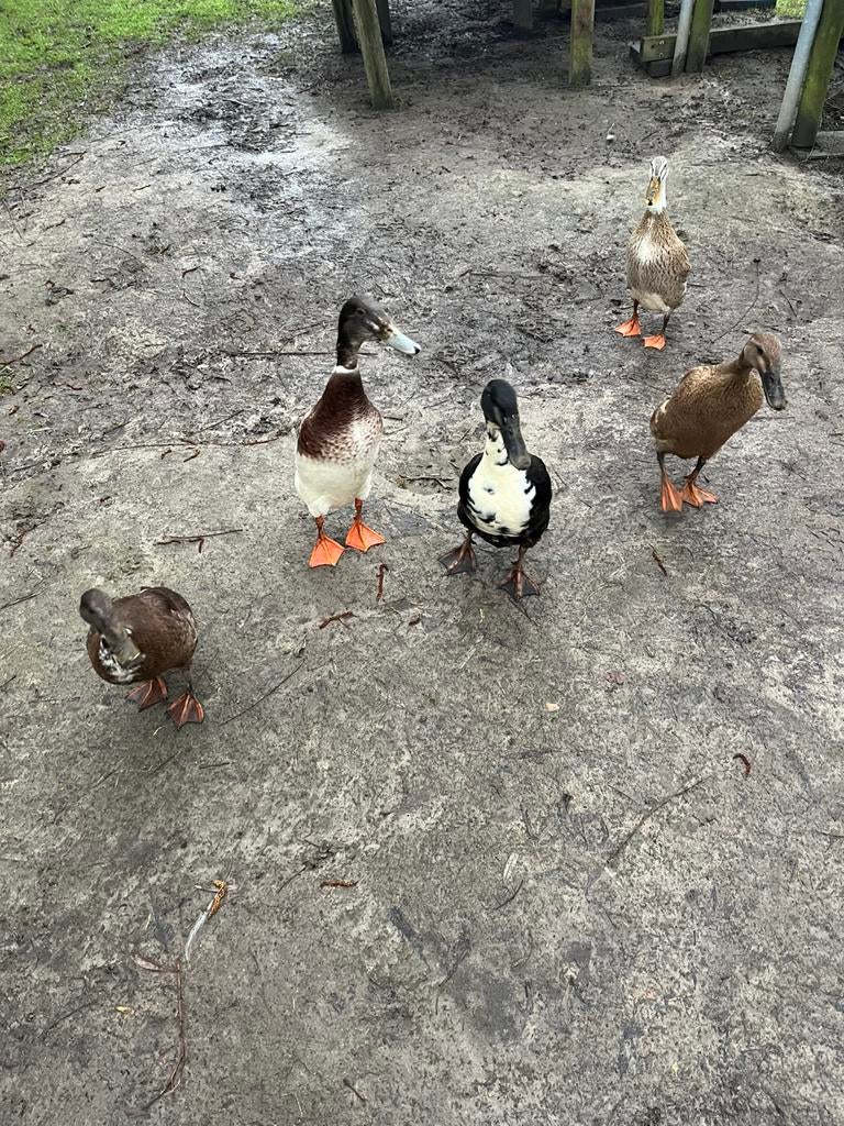 Broedeieren loopeend, Animaux & Accessoires, Sexe inconnu, Canard