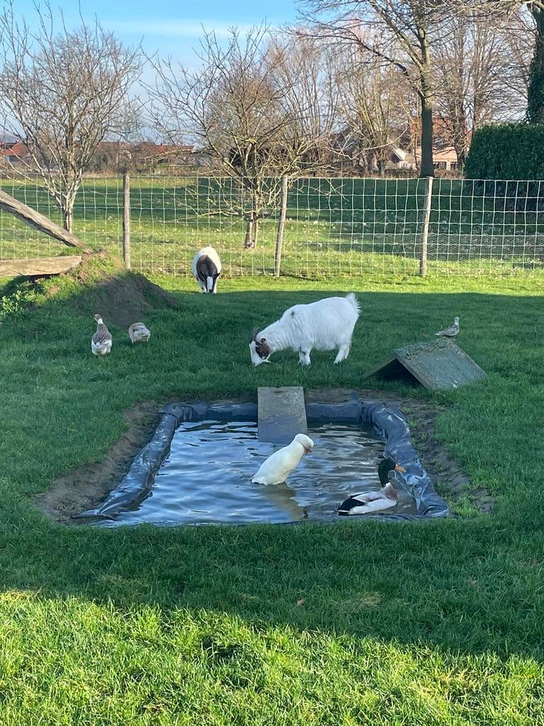Broedeieren indische loopeenden en zijdehoenders, Sexe inconnu, Canard
