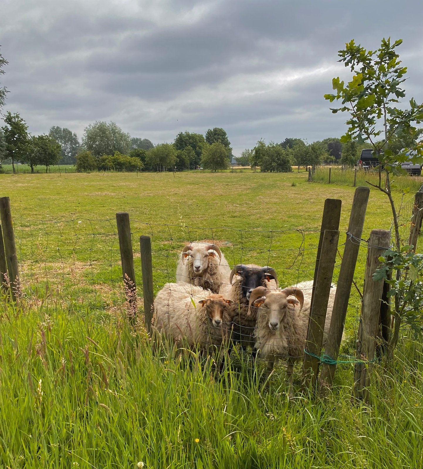 Schapen rammen voor adoptie gezocht, Dieren en Toebehoren, Schapen, Geiten en Varkens, Schaap