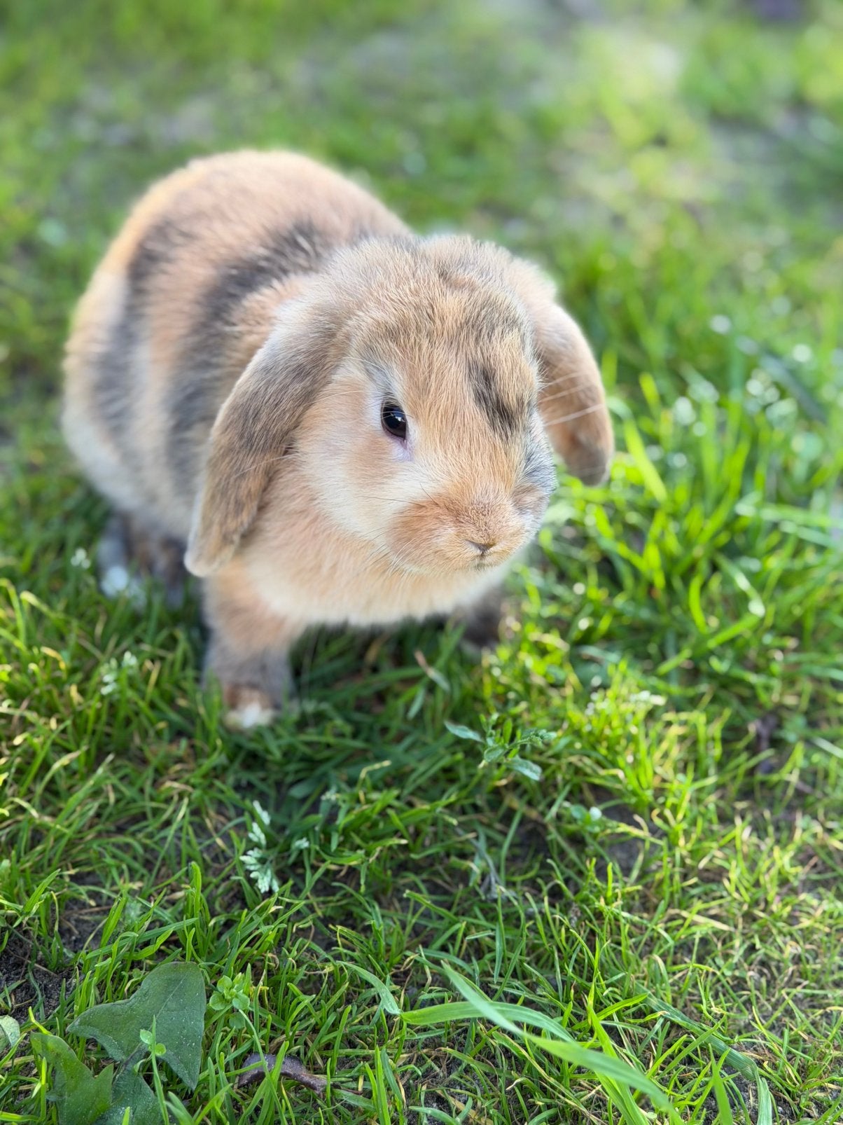 Nederlandse hongoor konijntjes, Dieren en Toebehoren, Klein, Hangoor