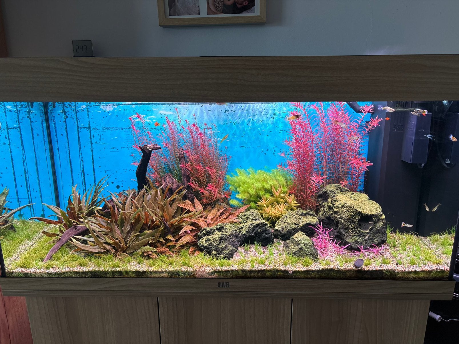 Juwel Rio 180 tout équipé, Aquarium vide, Comme neuf, Enlèvement, Chauffage