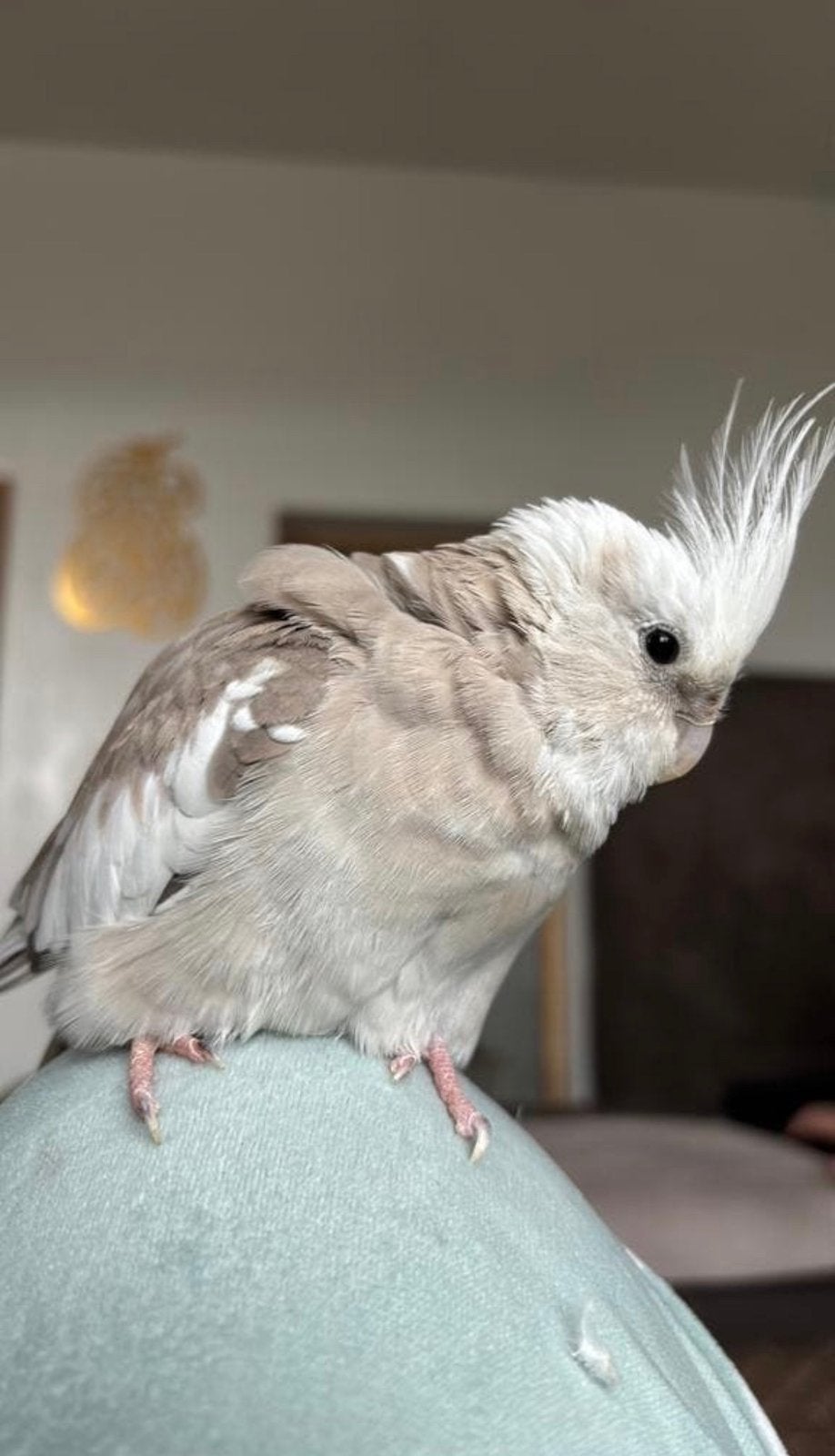 Recherche calopsitte mâle EAM, Enlèvement, Comme neuf, Métal, Cage à oiseaux