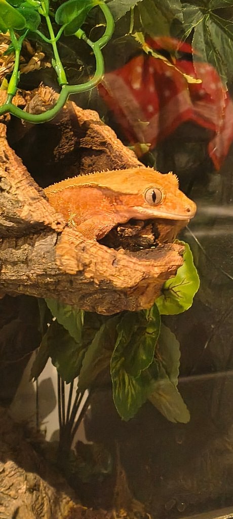Wimpergekko, Animaux & Accessoires, Lézard, Domestique, 3 à 6 ans