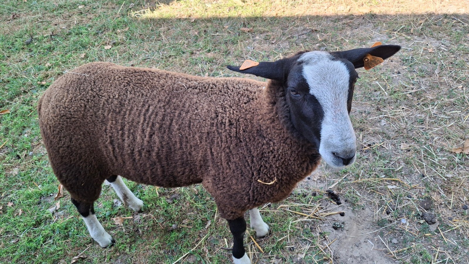 zwartbles ram lam, Dieren en Toebehoren, Mannelijk, Schaap, 0 tot 2 jaar
