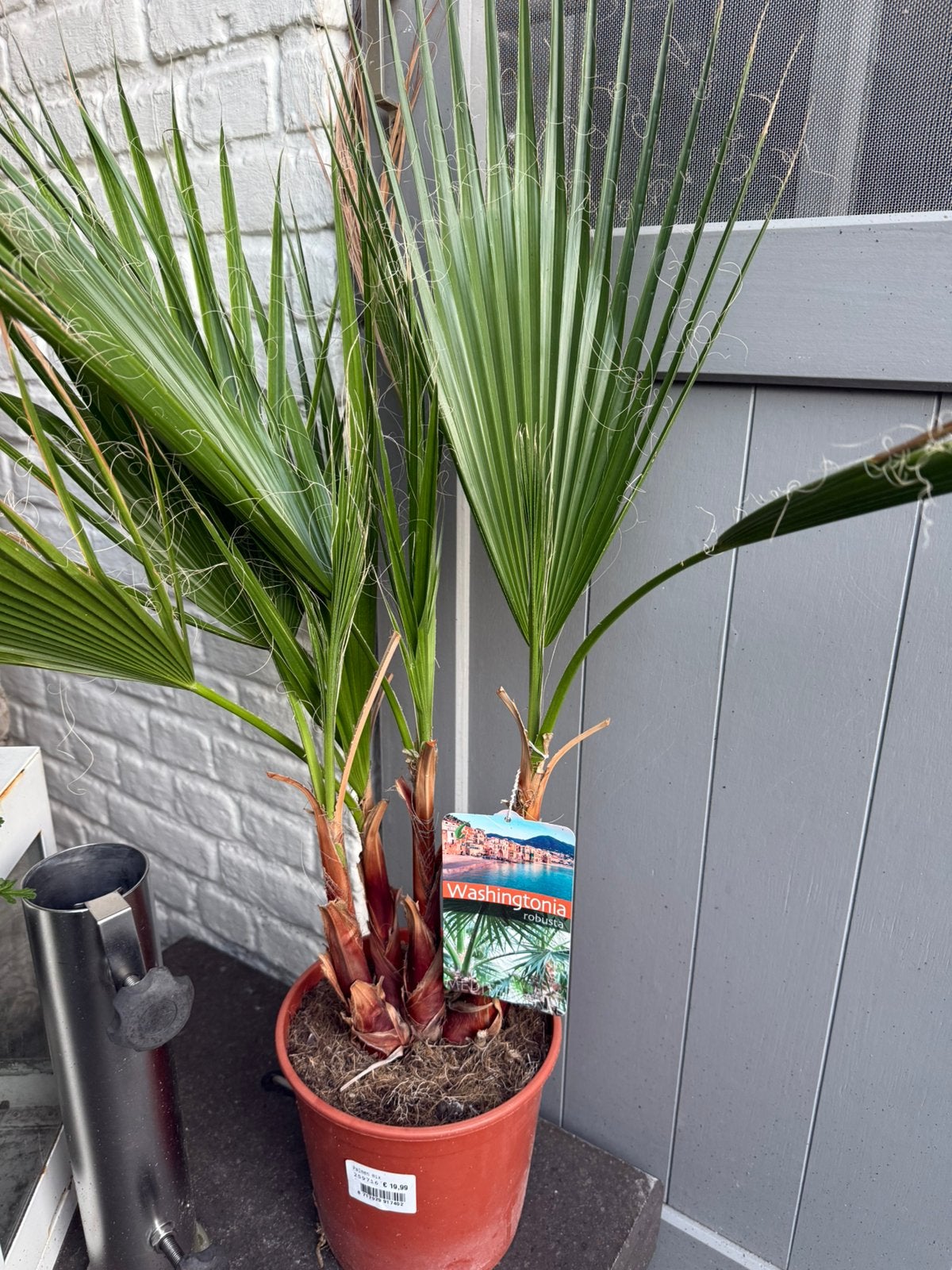 Palm plant, Ophalen of Verzenden