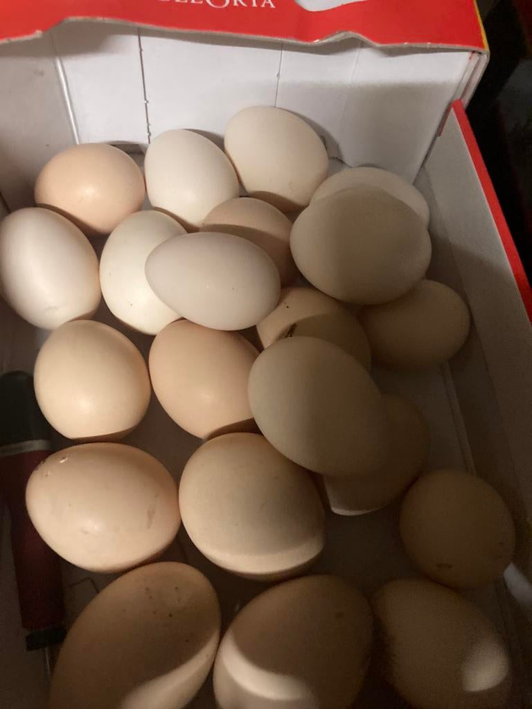Scharel eieren, Dieren en Toebehoren, Pluimvee