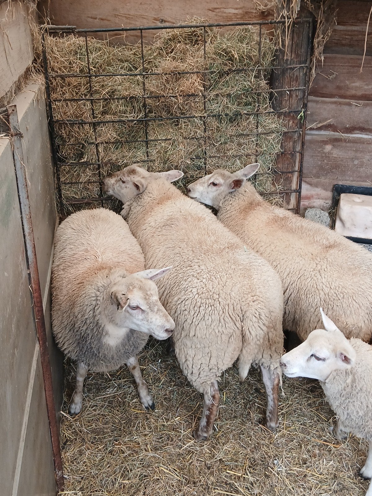 3 mooie ooilammeren, Dieren en Toebehoren, Vrouwelijk