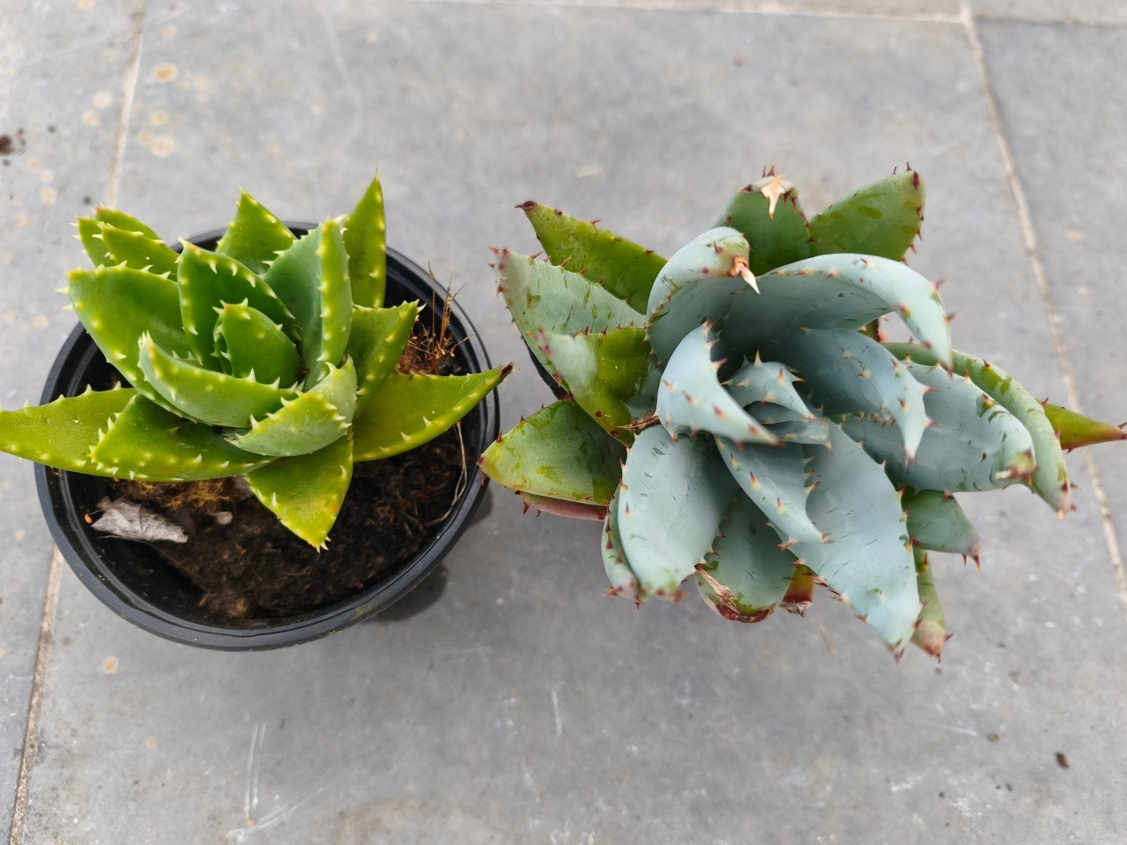Aloë Vera plantjes, Tuin en Terras, Ophalen
