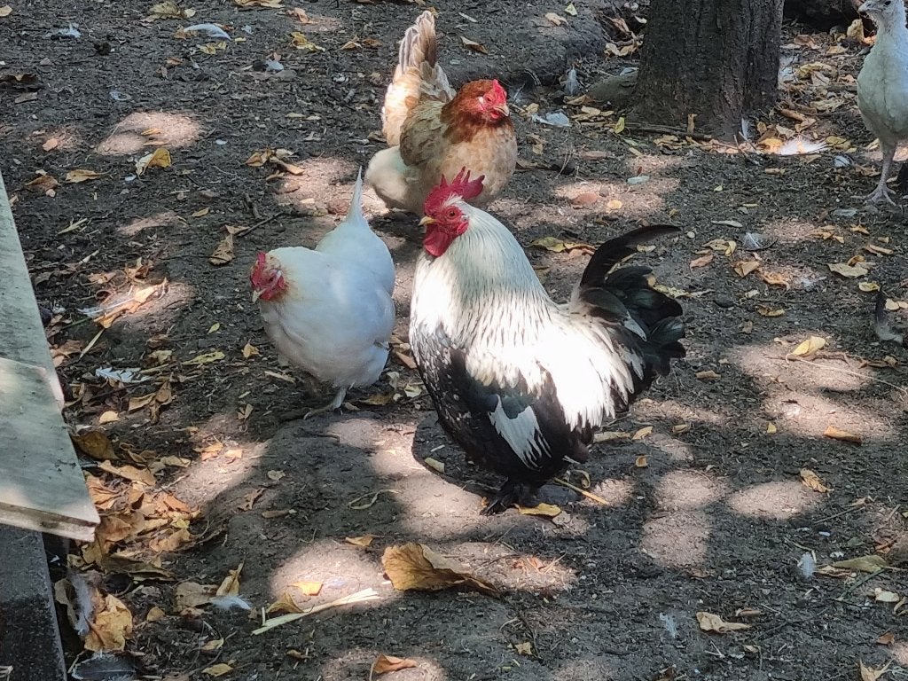 Trio kleine kipjes te koop, Plusieurs animaux, Poule ou poulet