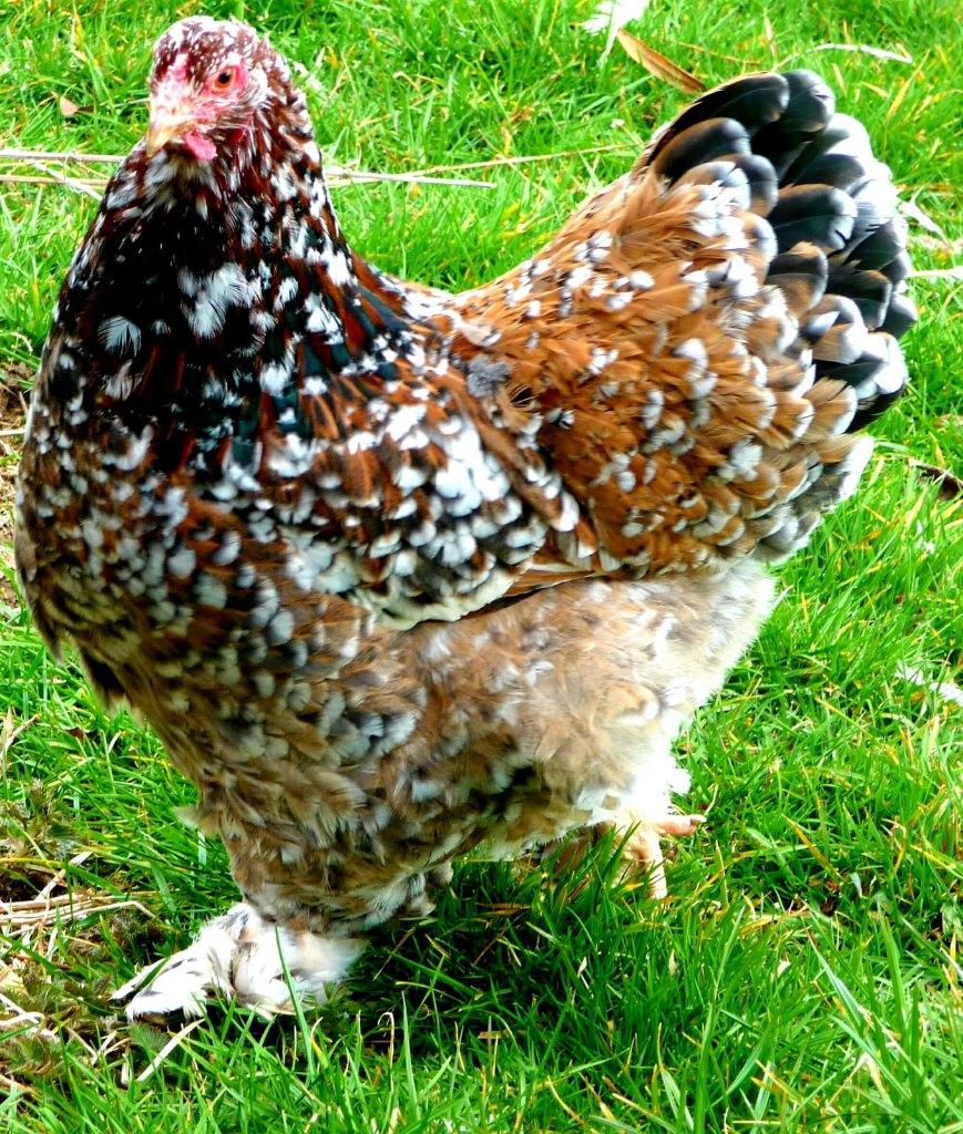 Brahma oeufs fécondés à incuber porcelaine, Animaux & Accessoires, Envoi, Neuf