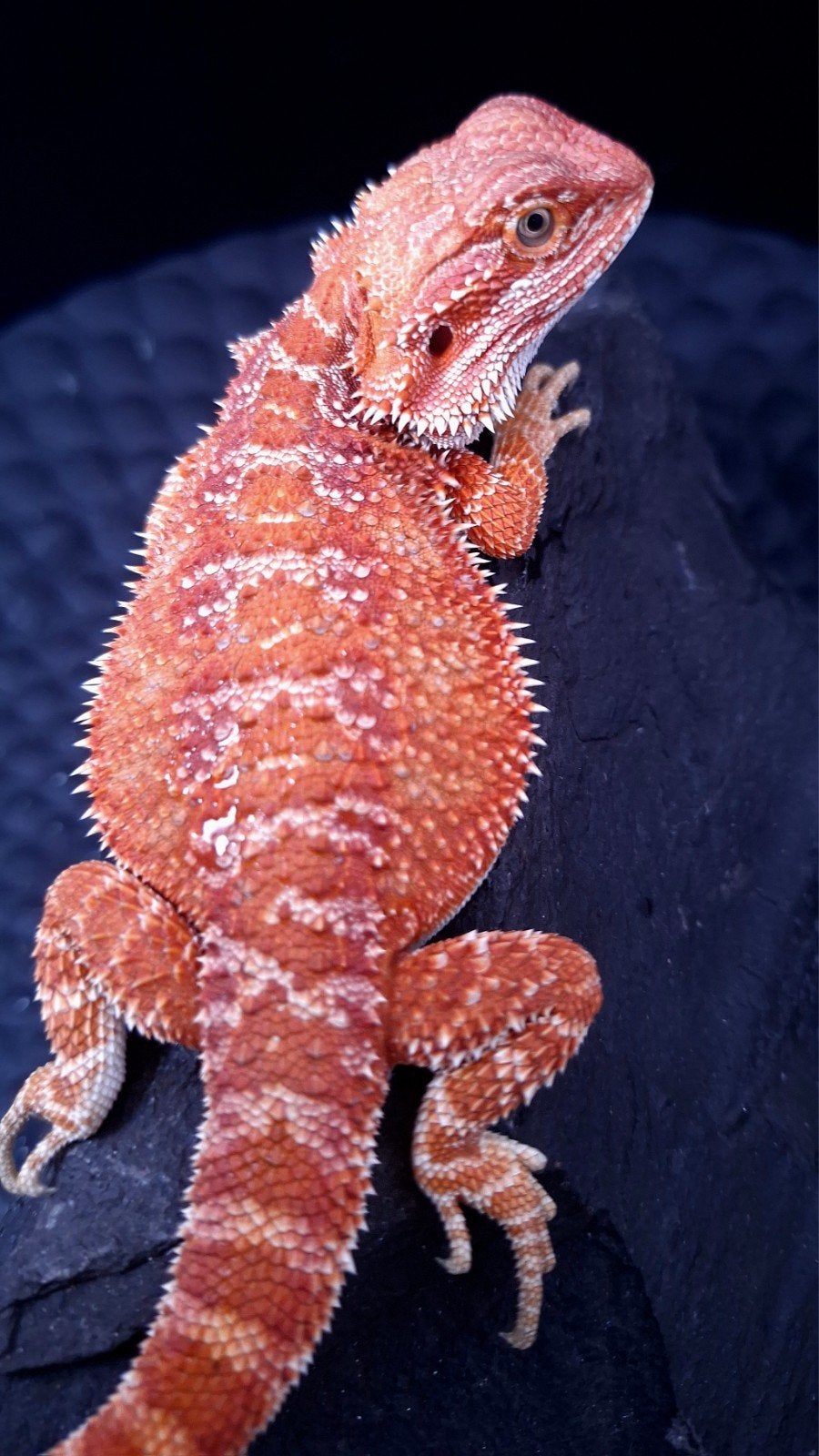 50% Red Monster Hypo het. Translucent Baardagaam Man