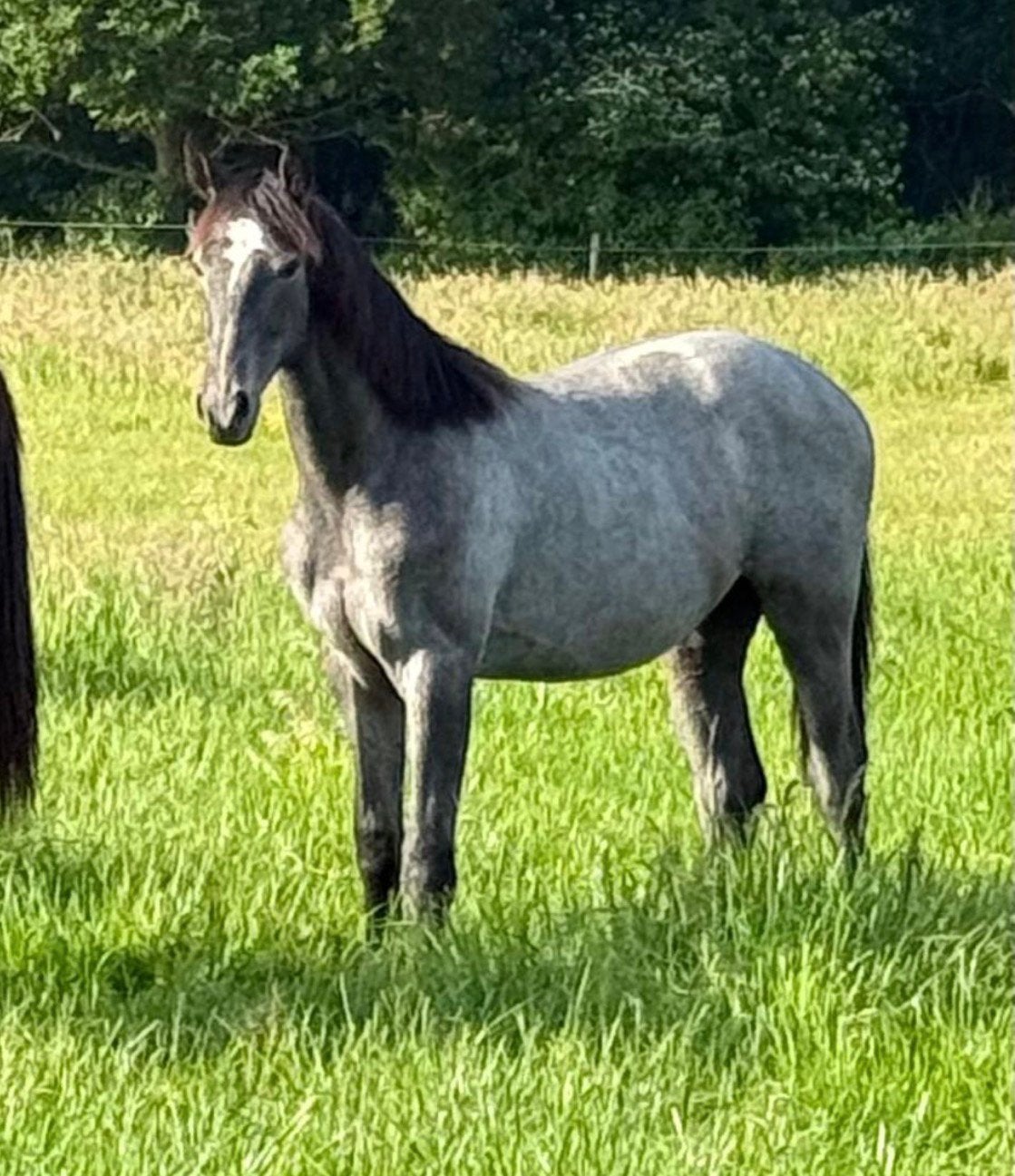 2 Jaarling merries, Merrie