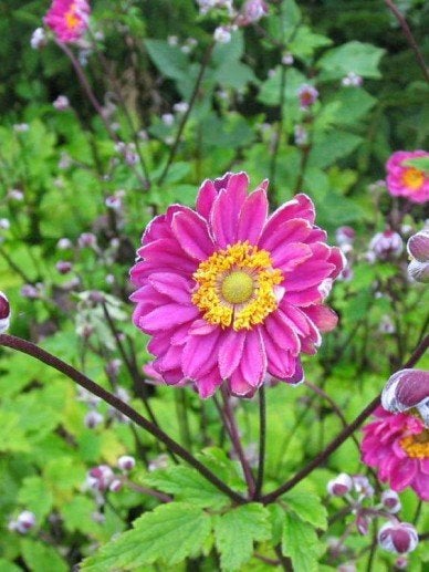 Anemone Pamina, Tuin en Terras, Ophalen