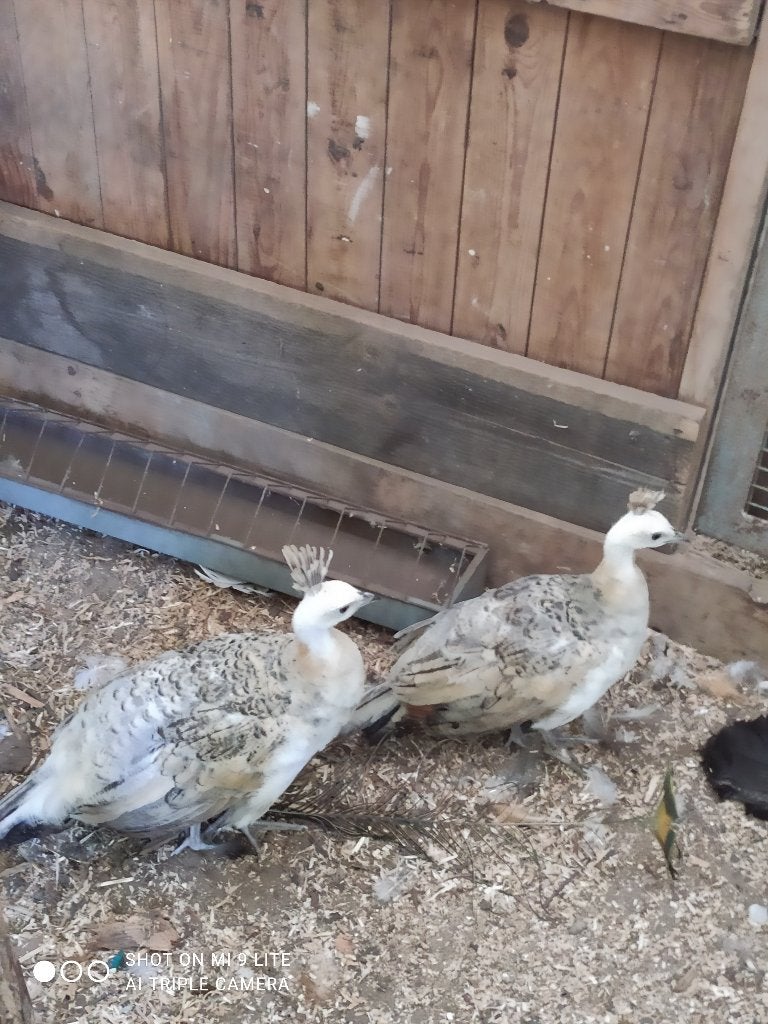 jonge zwartvleugel pauwen, Dieren en Toebehoren, Pluimvee