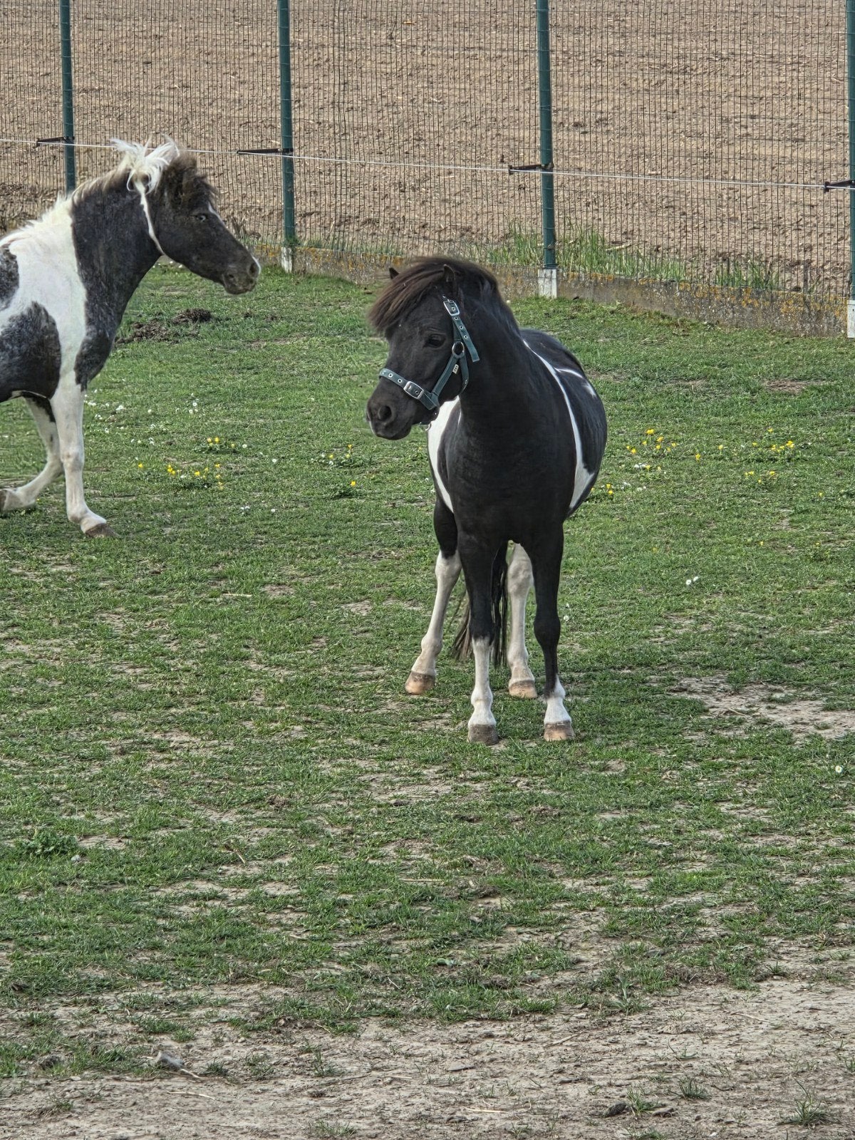 Miniatuurpaard hengst met stamboom, Animaux & Accessoires, Étalon, 3 à 6 ans