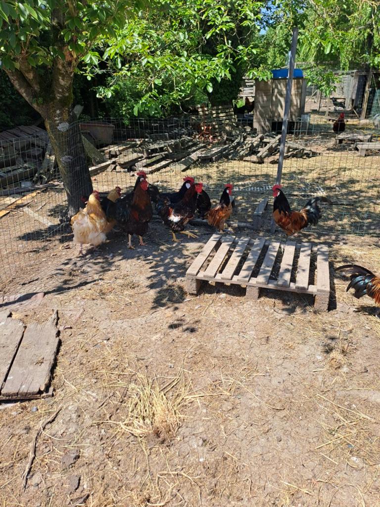 Hanen, Dieren en Toebehoren, Pluimvee