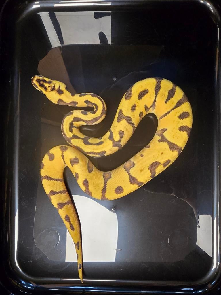 1.0 super enchi pastel 66% dg puzzle, Dieren en Toebehoren, Amfibie