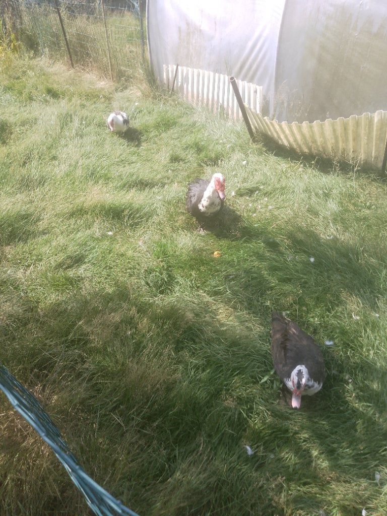Barberie eenden, Plusieurs animaux, Canard