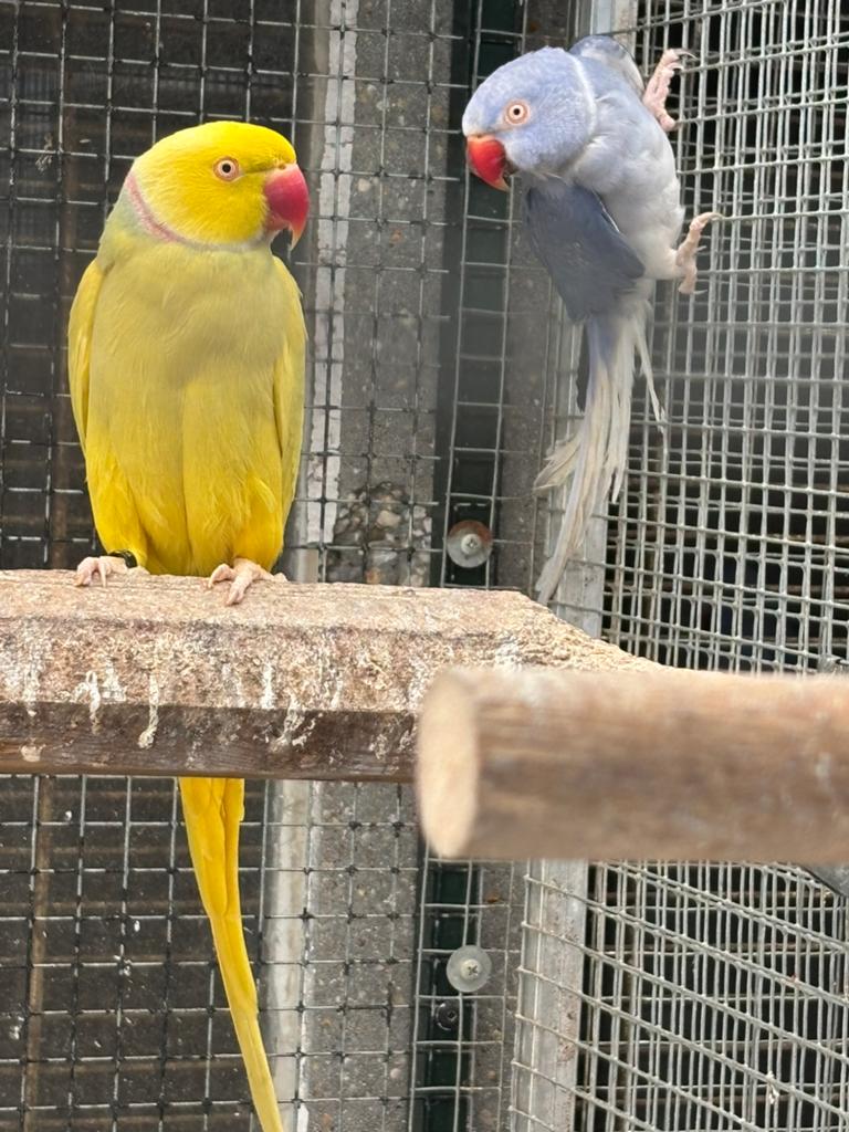 Halsbandparkieten, Dieren en Toebehoren, Vogels | Parkieten en Papegaaien, Geringd