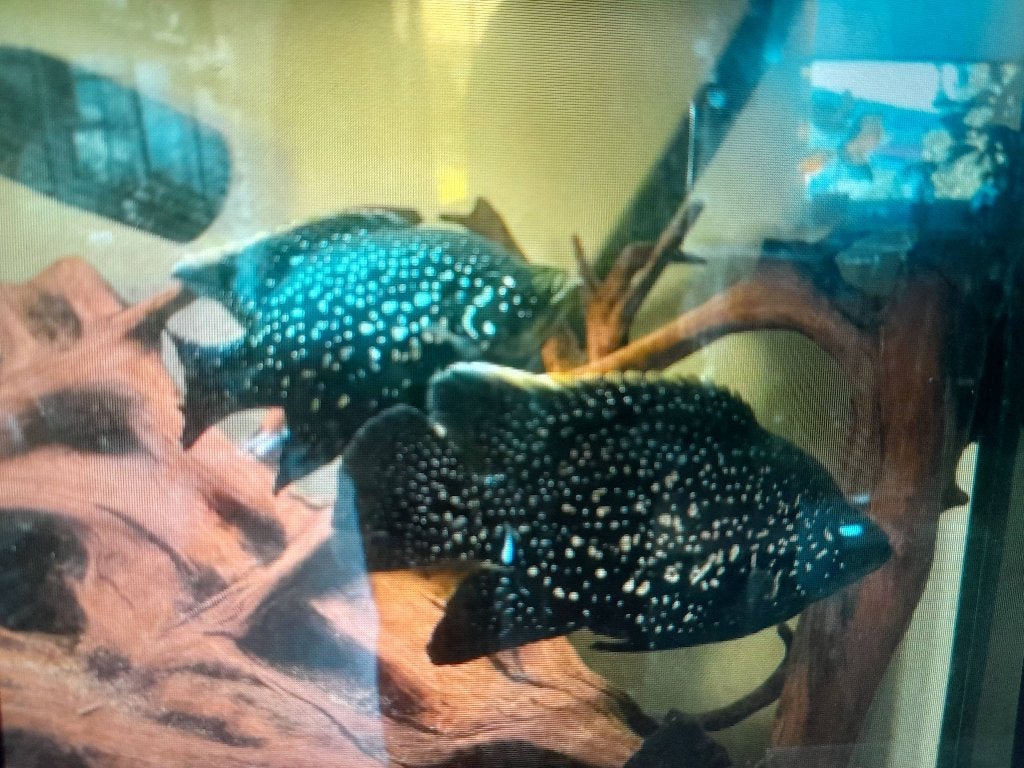 Black Diamond cichliden, Animaux & Accessoires, Poisson, Poisson d'eau douce