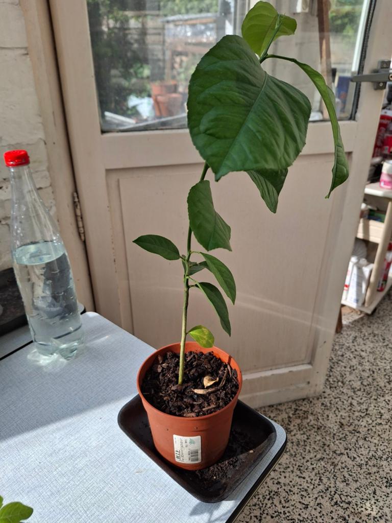 Plante citronnier, Enlèvement