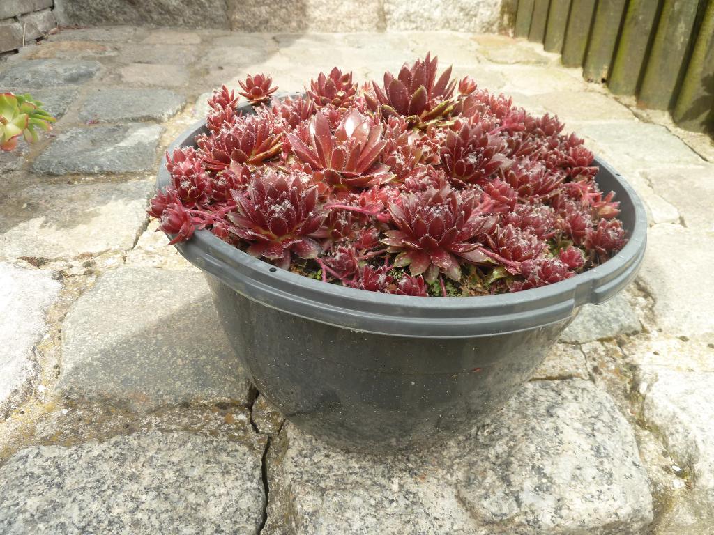 Vetplant, Tuin en Terras, Planten | Tuinplanten, Volle zon, Vaste plant, Zomer, Ophalen