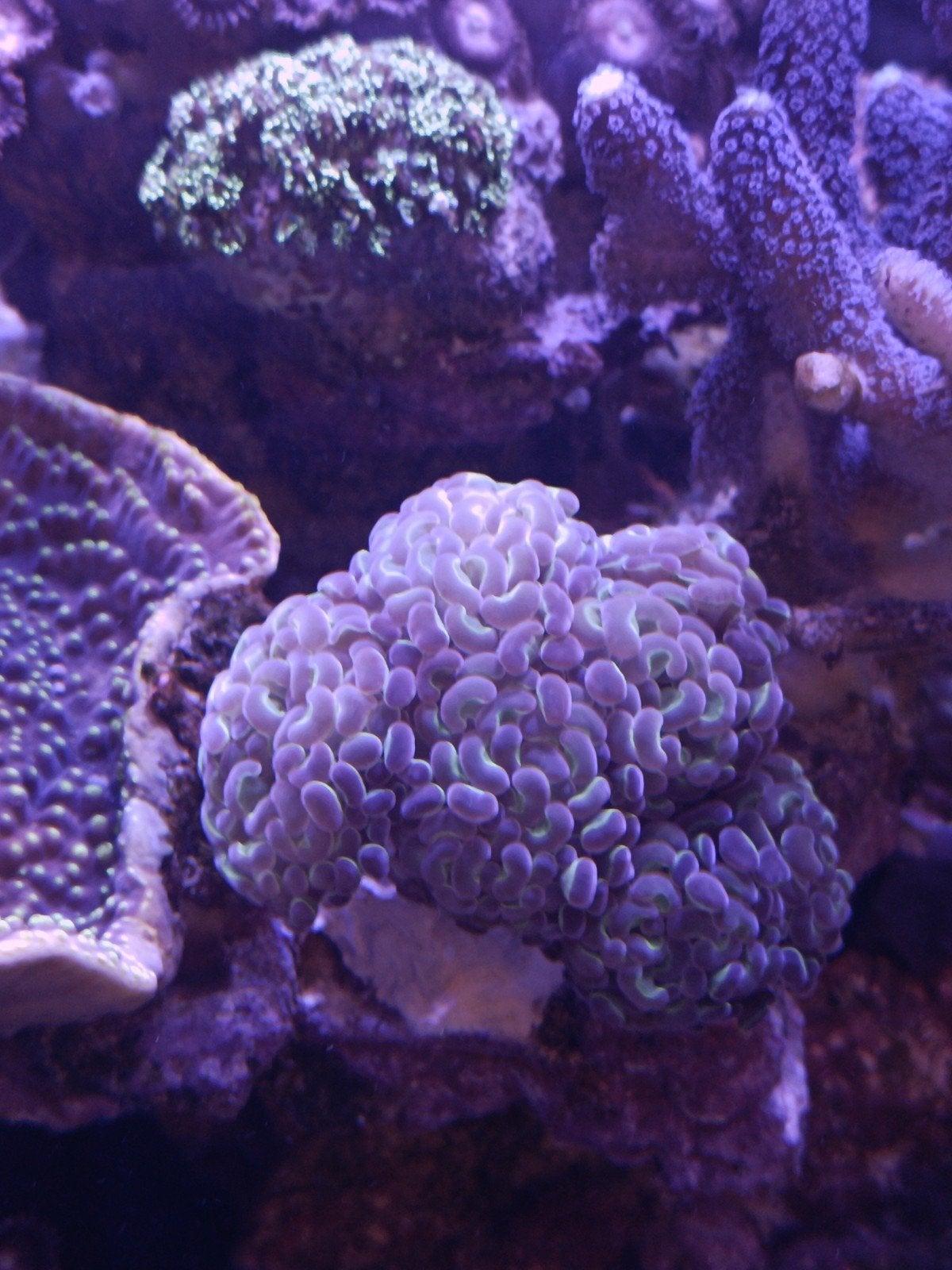 euphyllia hamerkoraal, Enlèvement
