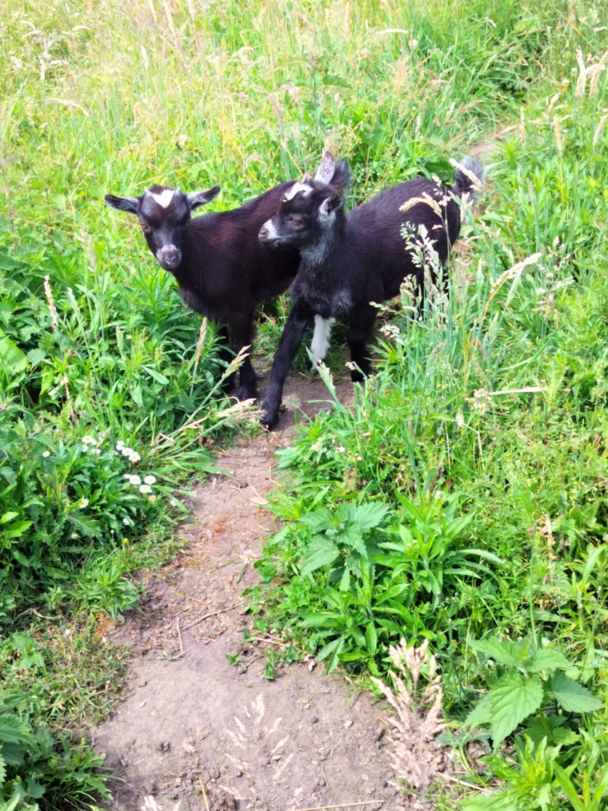 Jolis enfants, Mikes, Animaux & Accessoires, Moutons, Chèvres & Cochons, Chèvre