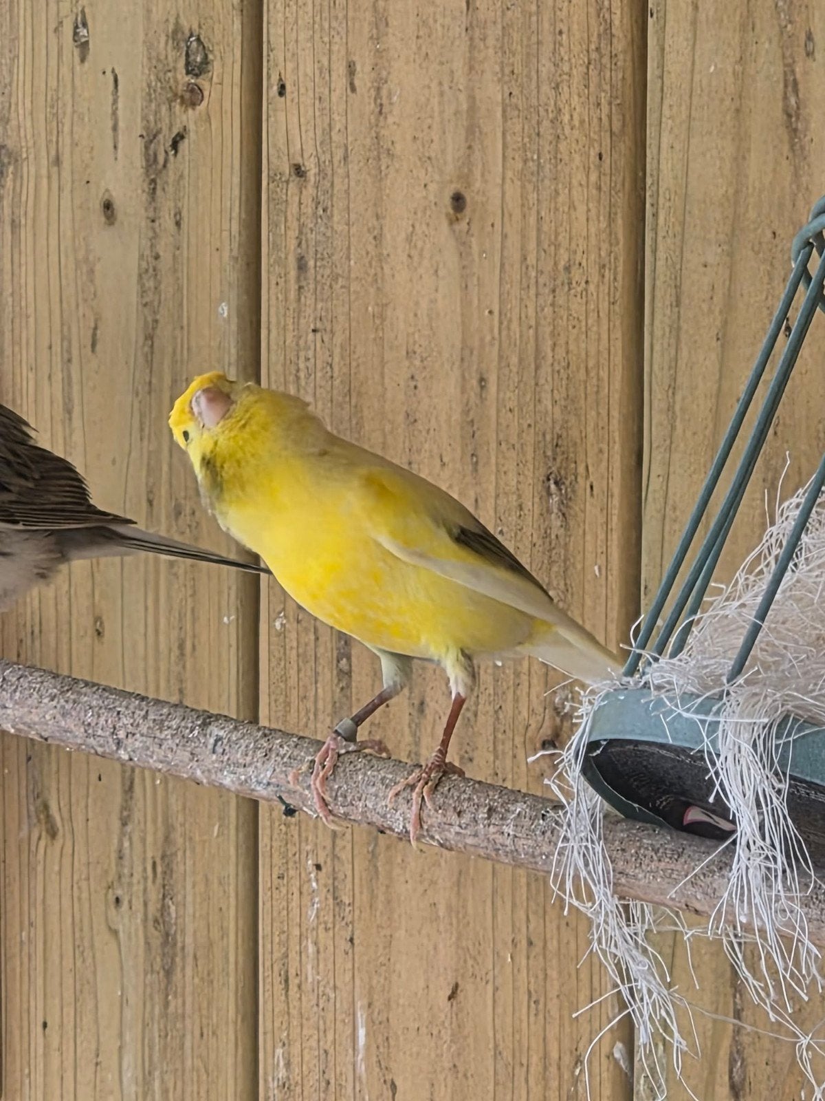 Bonte Kanarie man, Dieren en Toebehoren