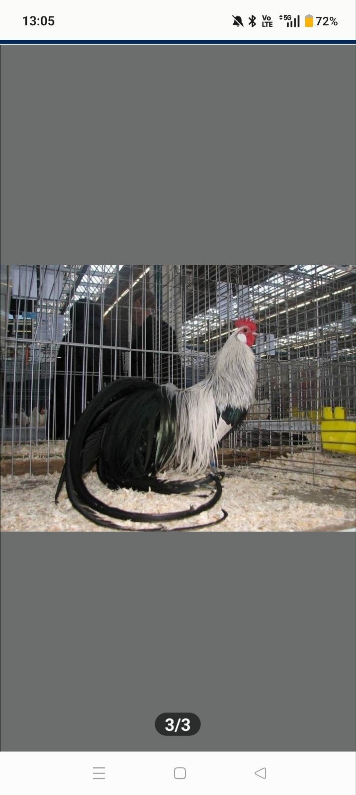 Phoenix kip kuikens, Dieren en Toebehoren, Kip