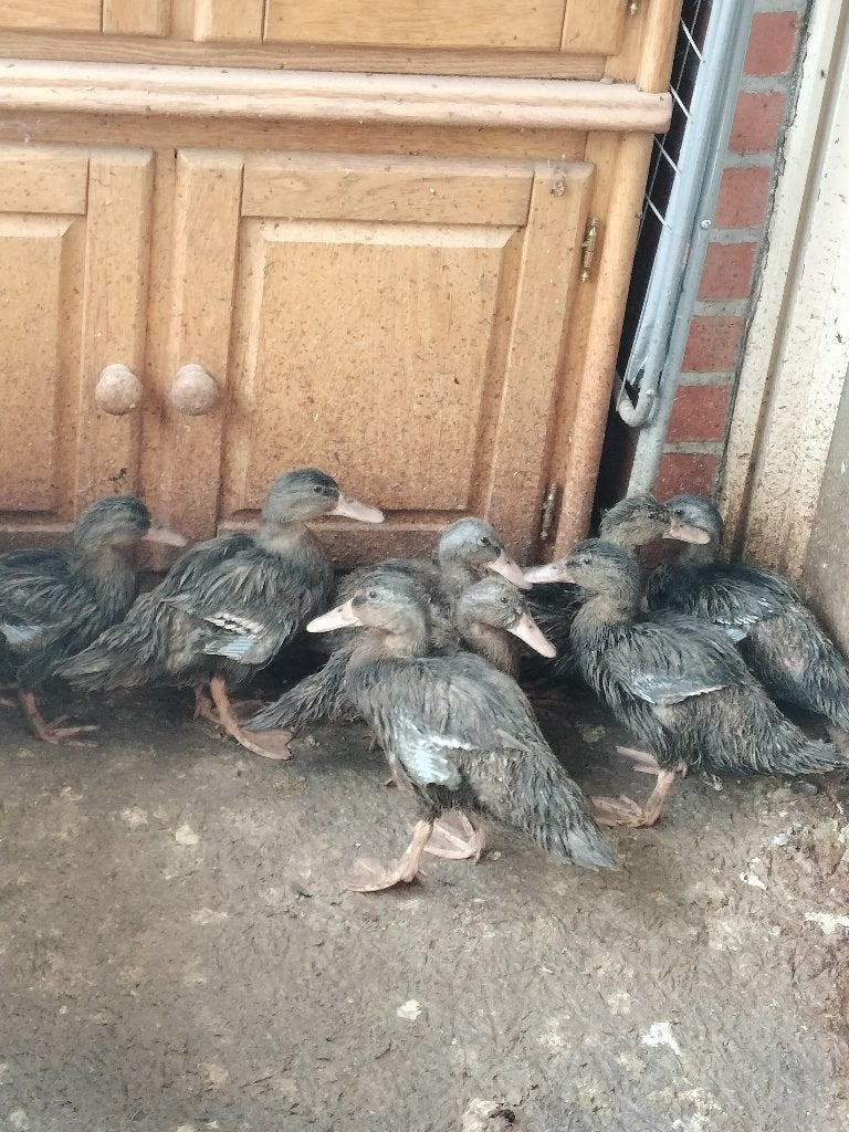 nest wilde eenden 8, Dieren en Toebehoren, Pluimvee