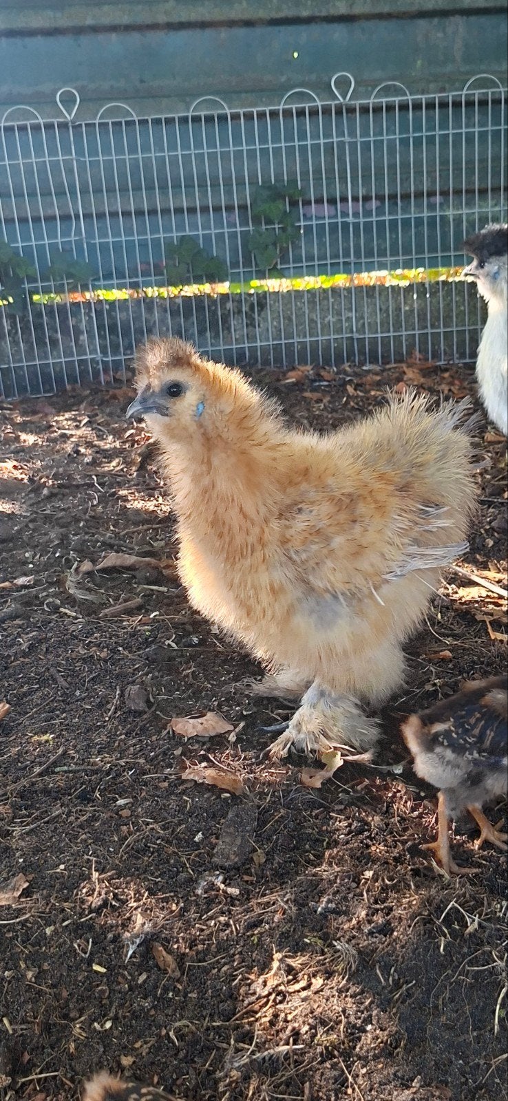 2 raszuivere zijdehoen hennetjes, Dieren en Toebehoren, Vrouwelijk, Kip