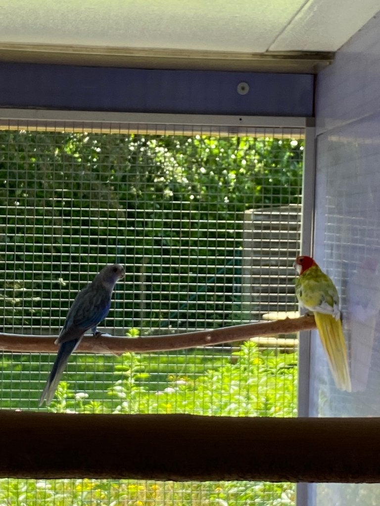 Rosella's, Dieren en Toebehoren, Vogels | Parkieten en Papegaaien, Meerdere dieren, Parkiet, Geringd