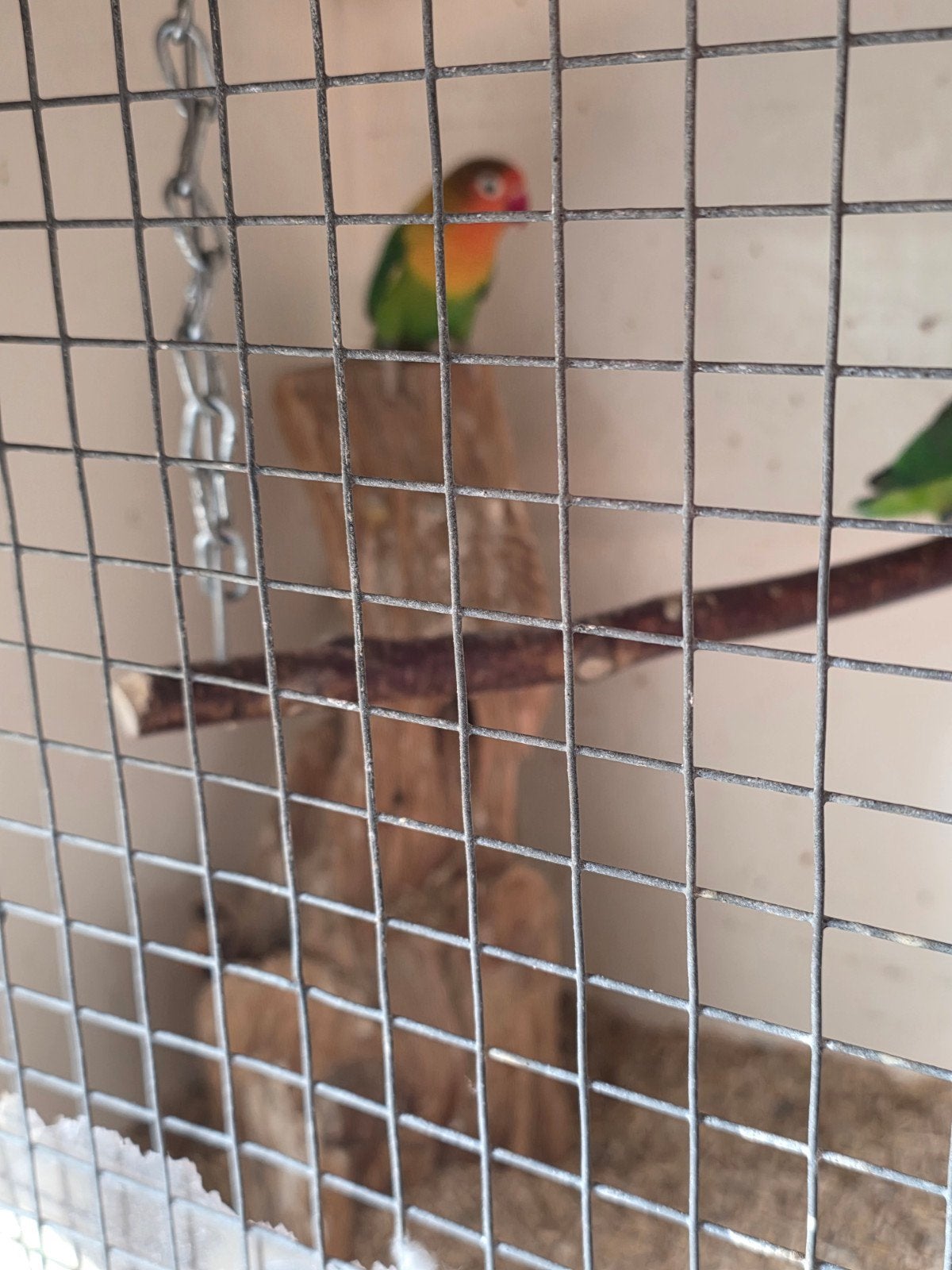 Dwergpapegaai  agaponis, Dieren en Toebehoren