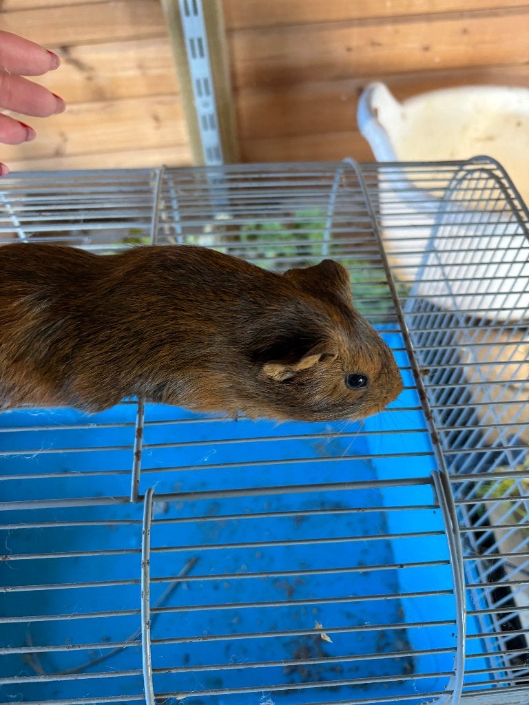 Cavia, Dieren en Toebehoren, Maart, Mannelijk, Cavia