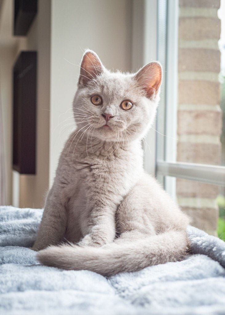 Britse korthaar kittens, Kater, Met stamboom, 0 tot 2 jaar