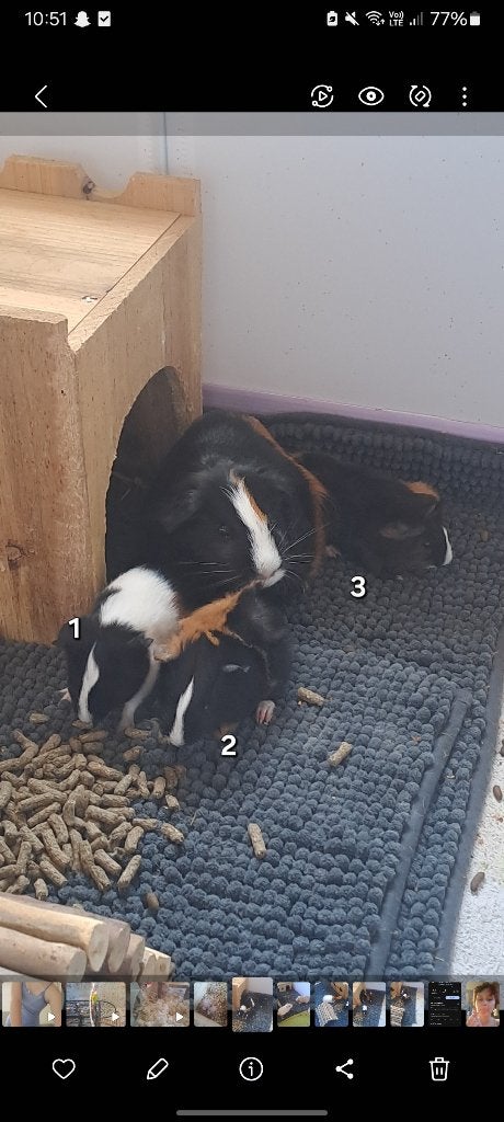 Cavia babys, Juin, Plusieurs animaux, Cobaye