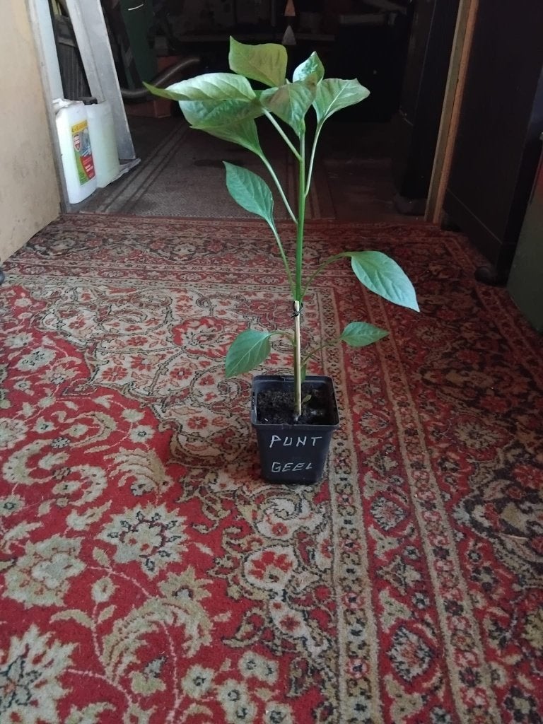 Te koop punt paprika s, Tuin en Terras, Ophalen