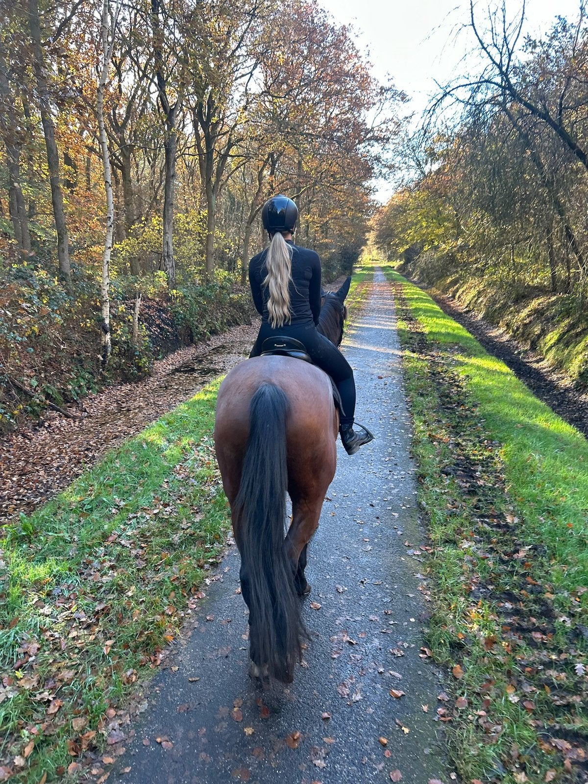 Groot 3,5 jarig recreatie paard / draver merrie, Jument, M, Cheval de récréation