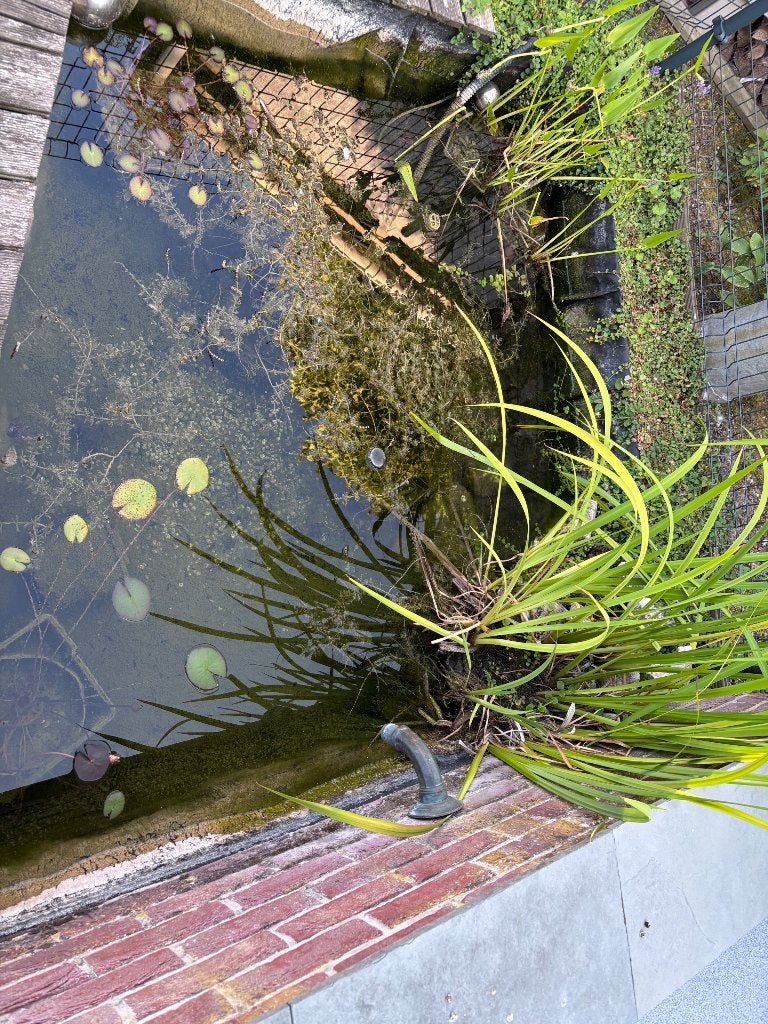 Vijvervissen planten, Overige soorten