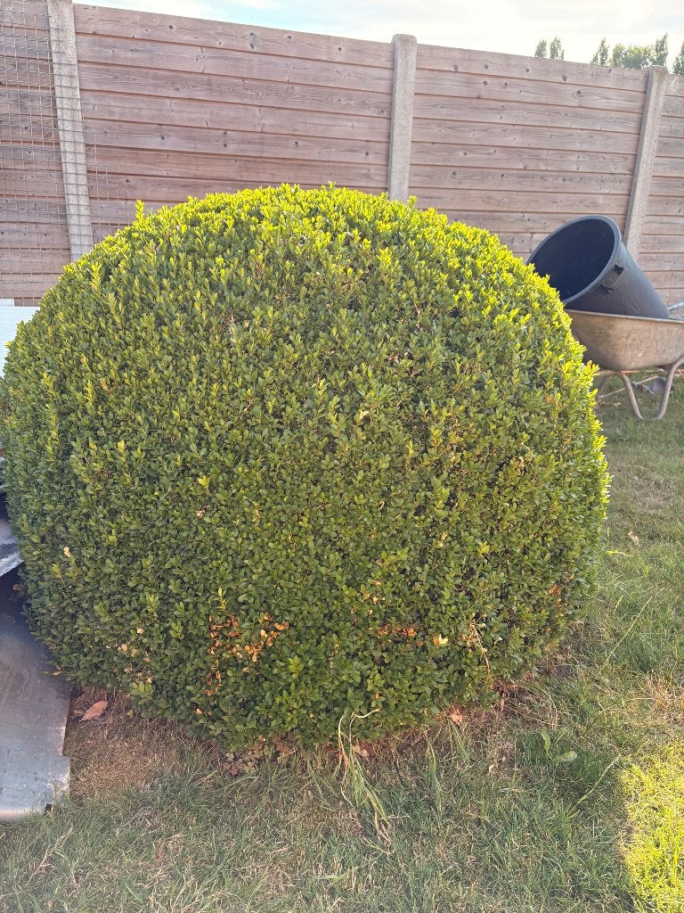 GRATIS Buxusbollen +1m breedte, Ophalen, Buxus, Struik, 100 tot 250 cm